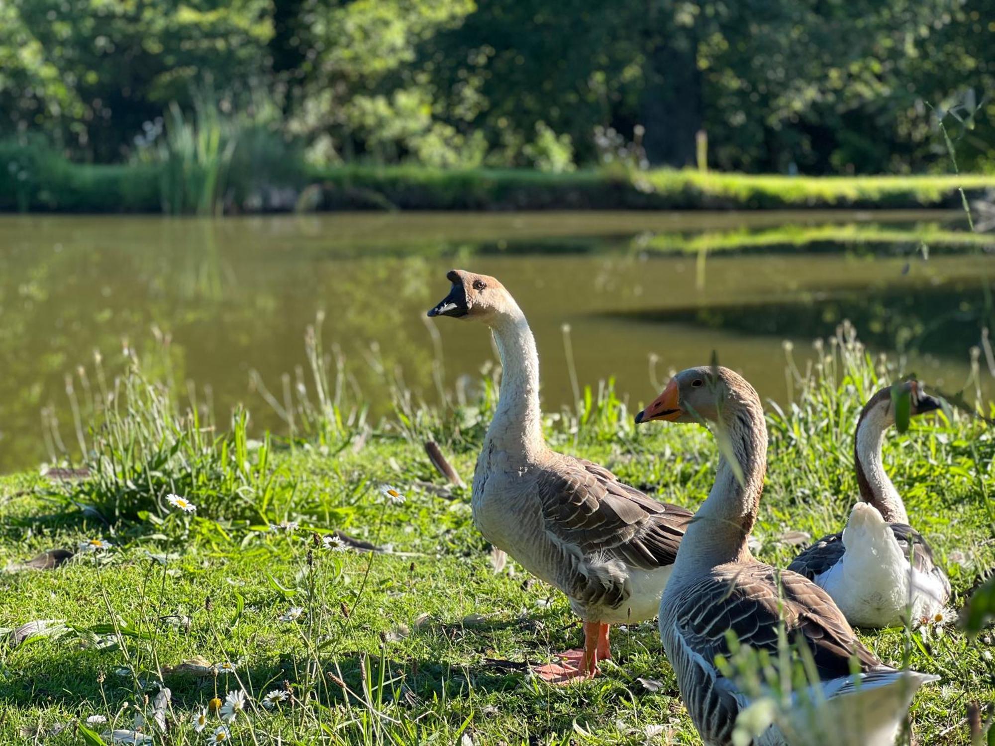 Le Domaine De La Vergnolle Roches  Bagian luar foto